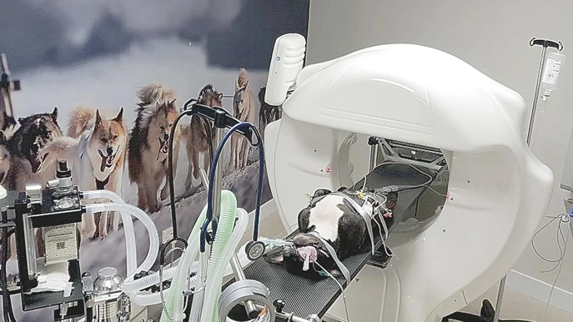 El Hospital Veterinario Retiro cuenta con la última tecnología en el terreno de los avances veterinarios