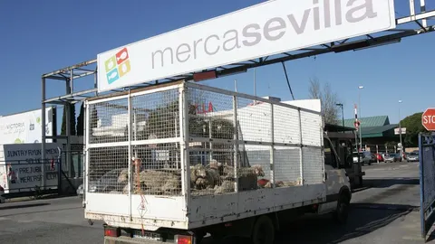 Los animales volverán a ser sacrificados en el matedero de Mercasevilla