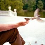 Un hombre dando de comer a unos gorriones comunes (Passer domesticus) en el parque del Retiro de Madrid