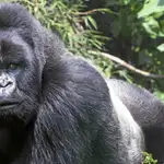  León, el gorila que ha creado polémica