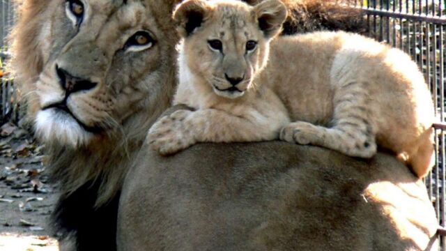 Un león con su cría en el zoológico de Neuwied (Alemania)