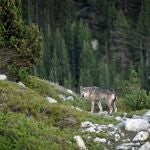 Alrededor de tres grupos familiares conviven actualmente en el parque nacional de los Picos de Europa