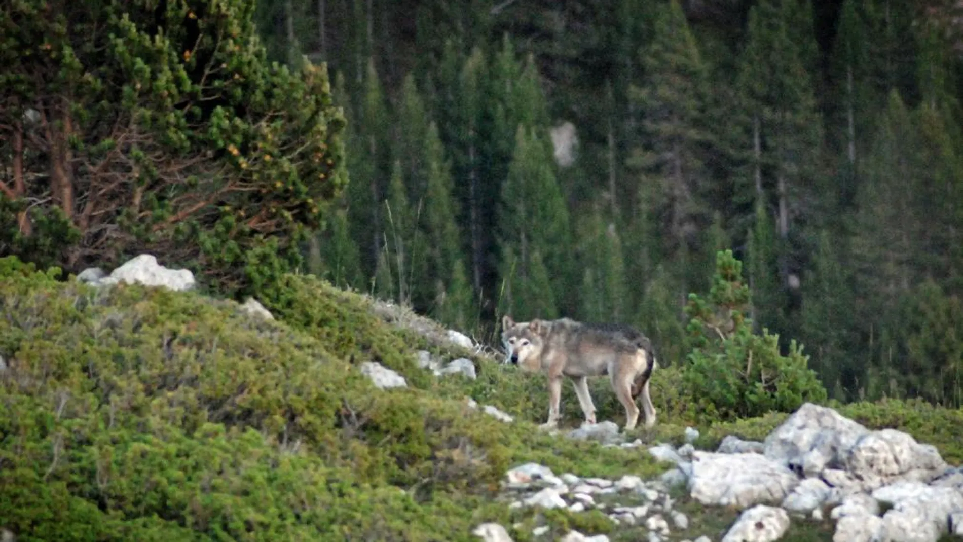 Alrededor de tres grupos familiares conviven actualmente en el parque nacional de los Picos de Europa