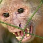 La Isla Mauricio es el segundo exportador mundial de macacos, después de China