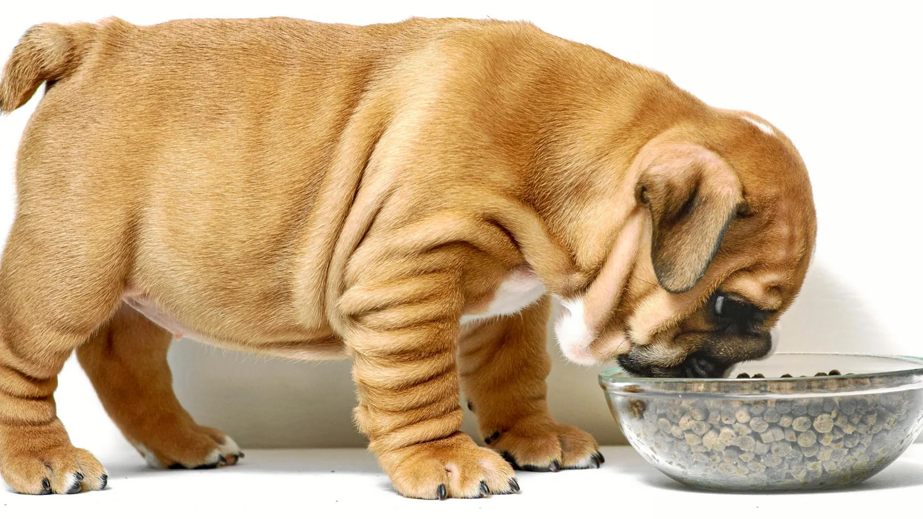 La esperanza de vida de los perros ha aumentado un 10% en los últimos años según un informe de AMVAC