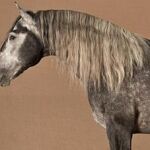 «Pegaso», uno de los caballos más destacados de Diego Ventura