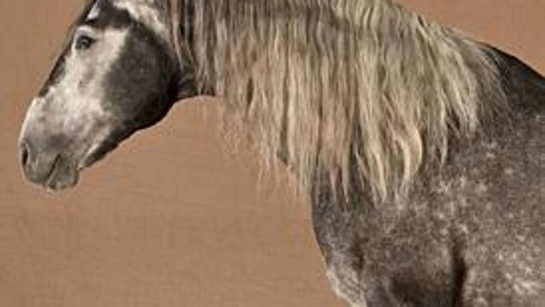 «Pegaso», uno de los caballos más destacados de Diego Ventura