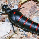Un ejemplar deescarabajo aceitera