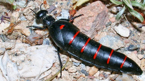 Un ejemplar deescarabajo aceitera