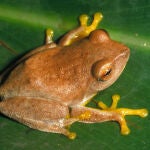 La rana Philautus hoffmanni vive exclusivamente en Sri Lanka y está en peligro crítico de extinción