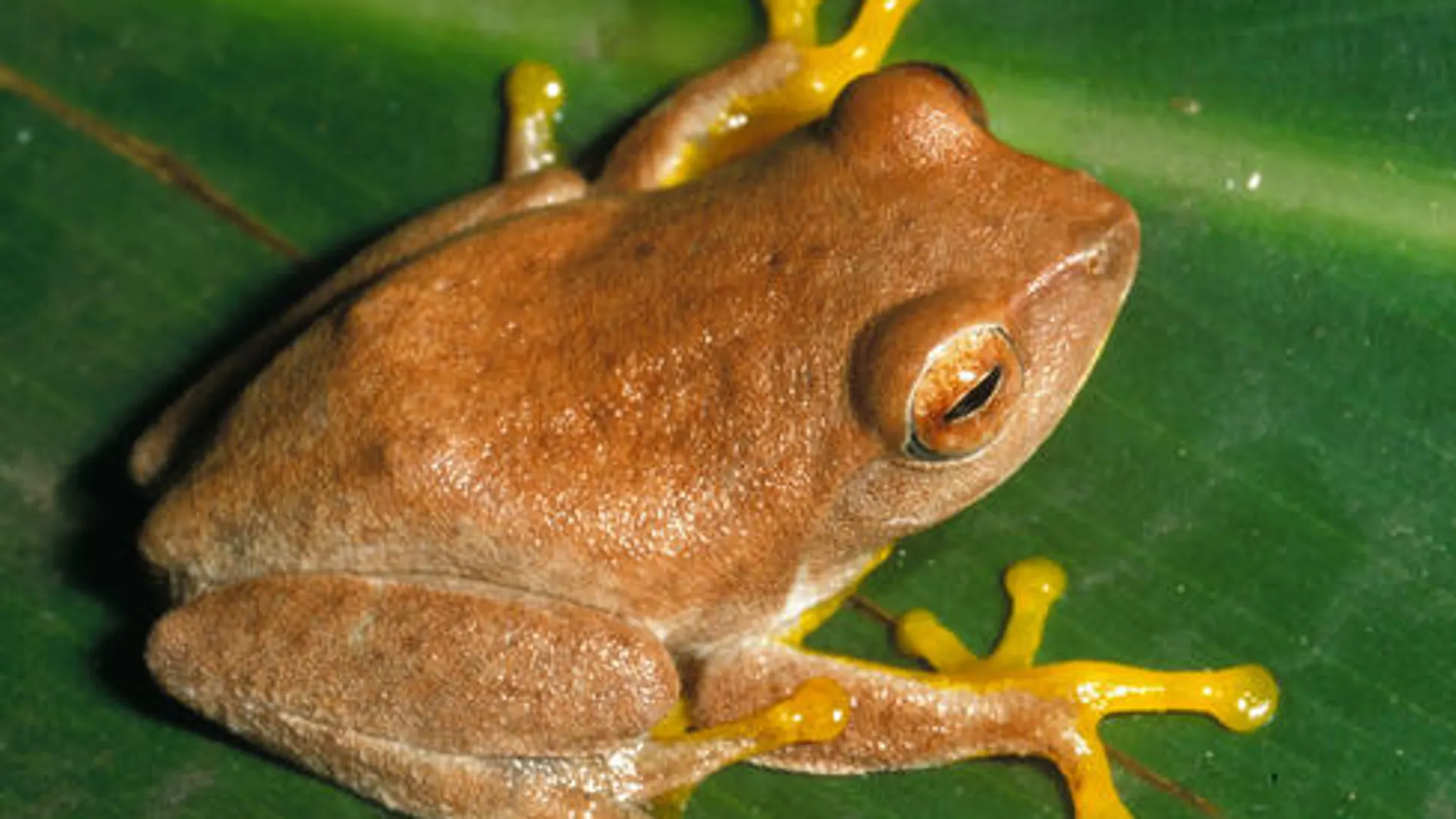 La rana Philautus hoffmanni vive exclusivamente en Sri Lanka y está en peligro crítico de extinción