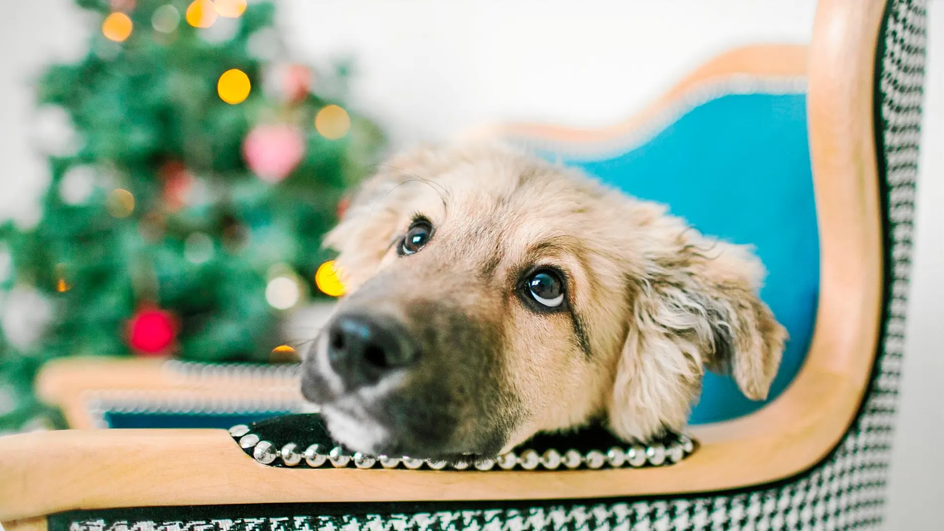 ¿Usted regalaría a su mejor amigo por Navidad?