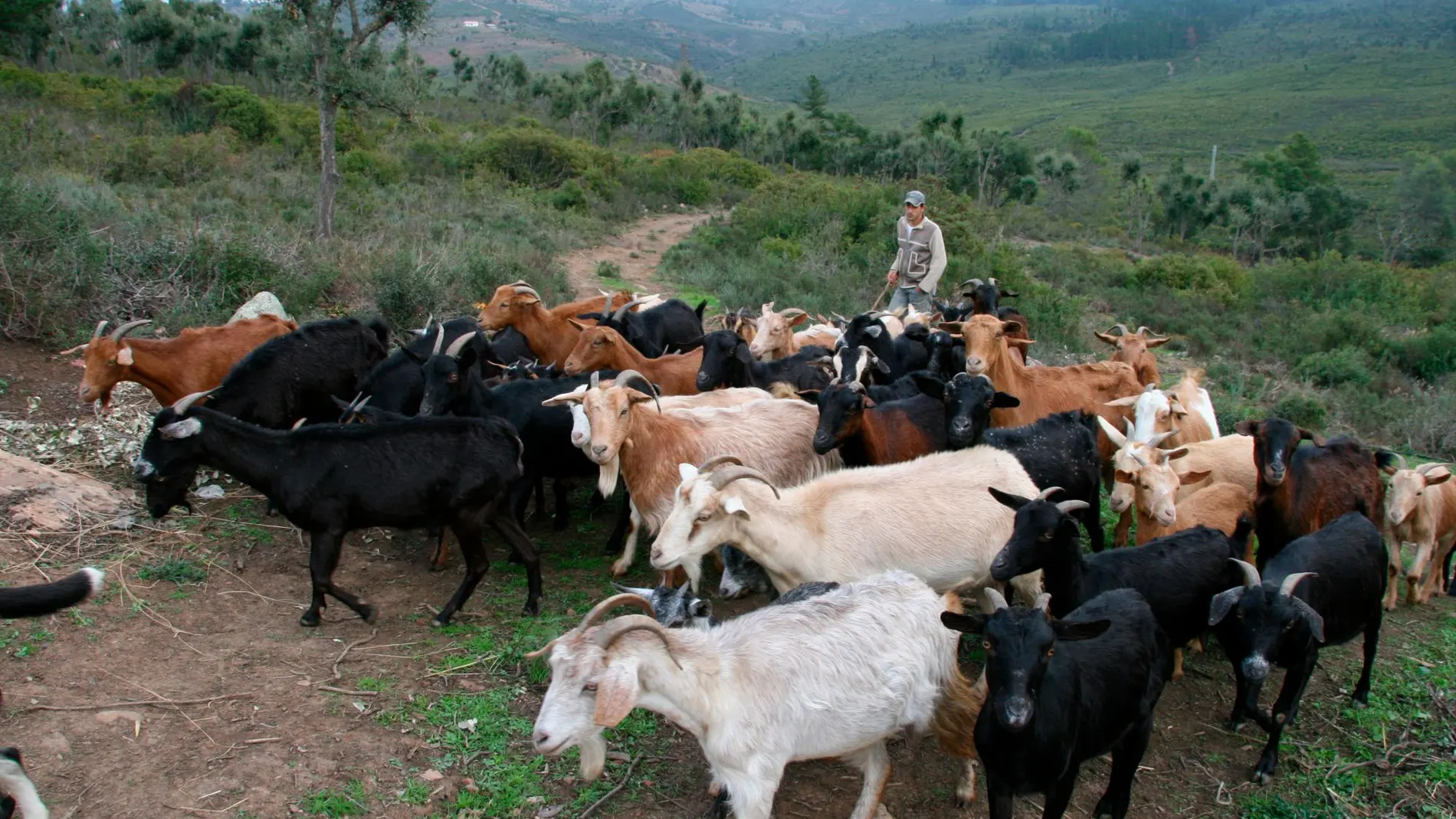 Un rebaño de cabras en Marruecos / Fundación Descubre