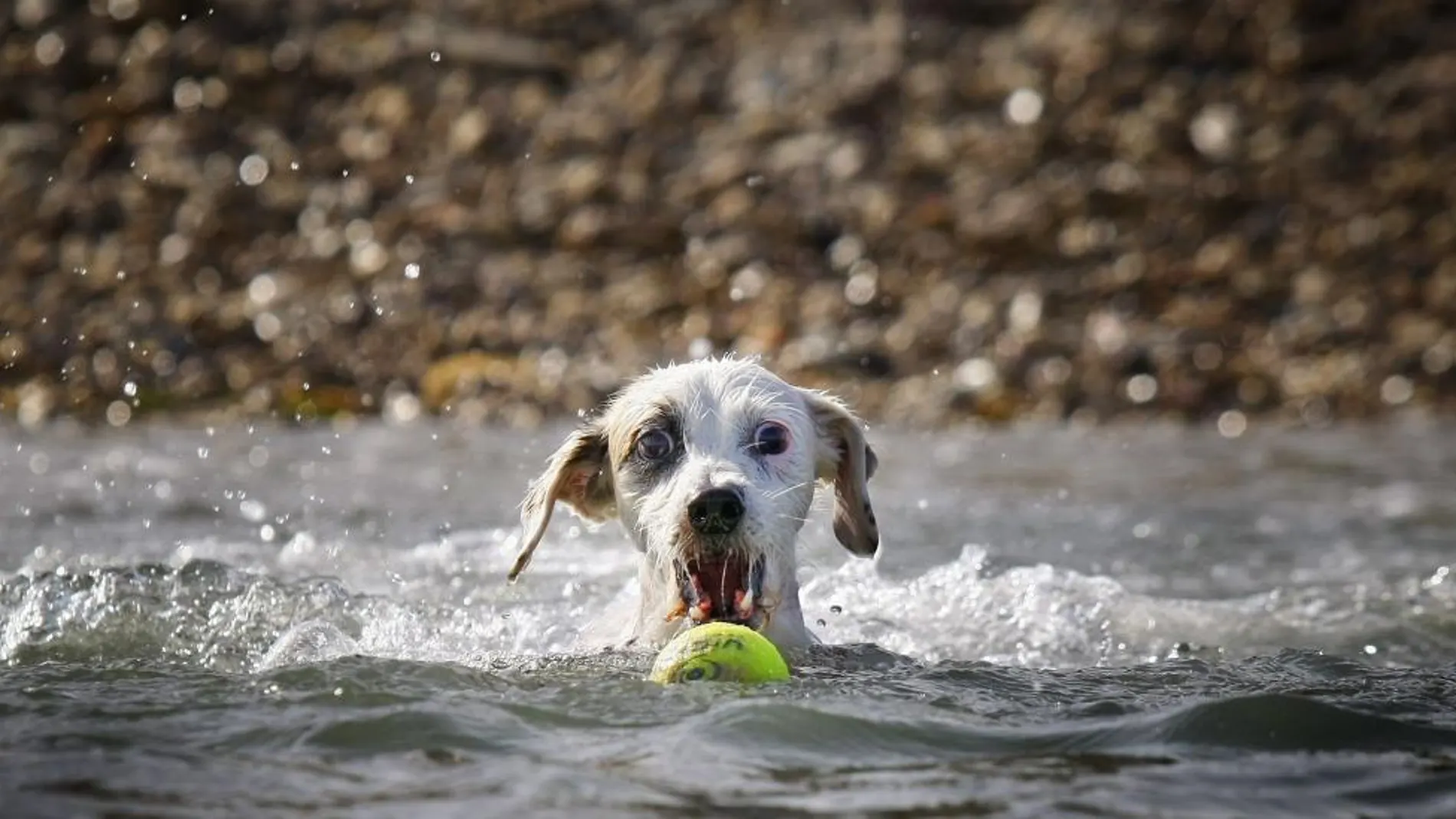 La presencia de los perros en las playas puede acarrear una sanción de hasta 5.000 euros