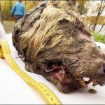 Imagen de la monstruosa cabeza de lobo encontrada en Siberia