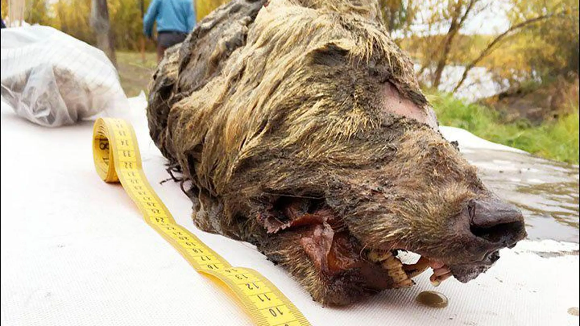 Imagen de la monstruosa cabeza de lobo encontrada en Siberia