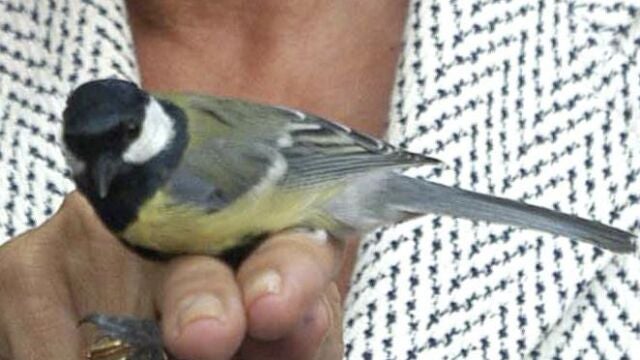 Carbonero común (Parus major)