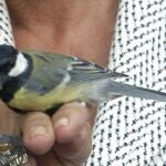 Carbonero común (Parus major)