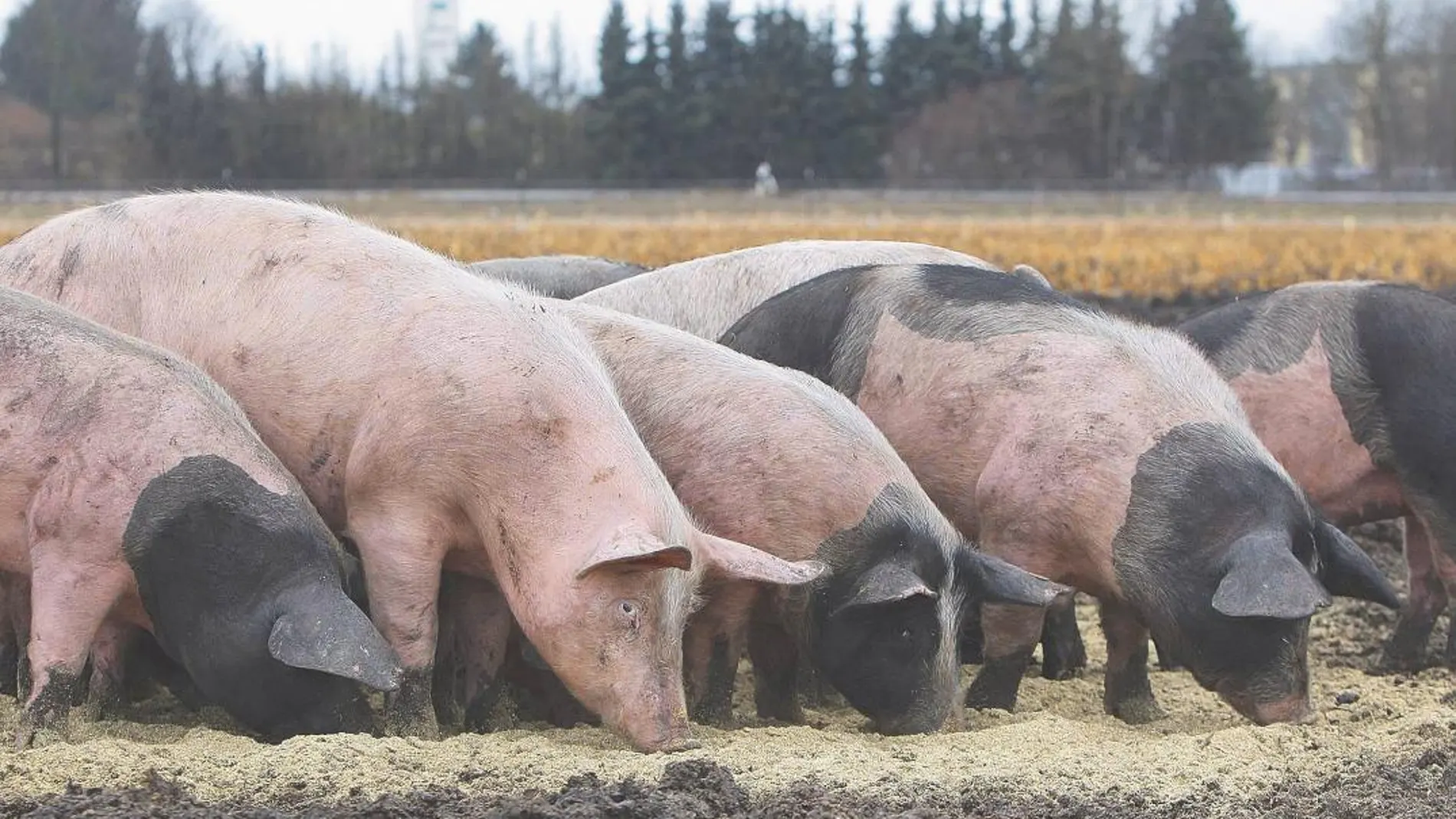 El contagio se produce por jabalíes, contacto entre cerdos domésticos enfermos o por los productos cárnicos / Archivo