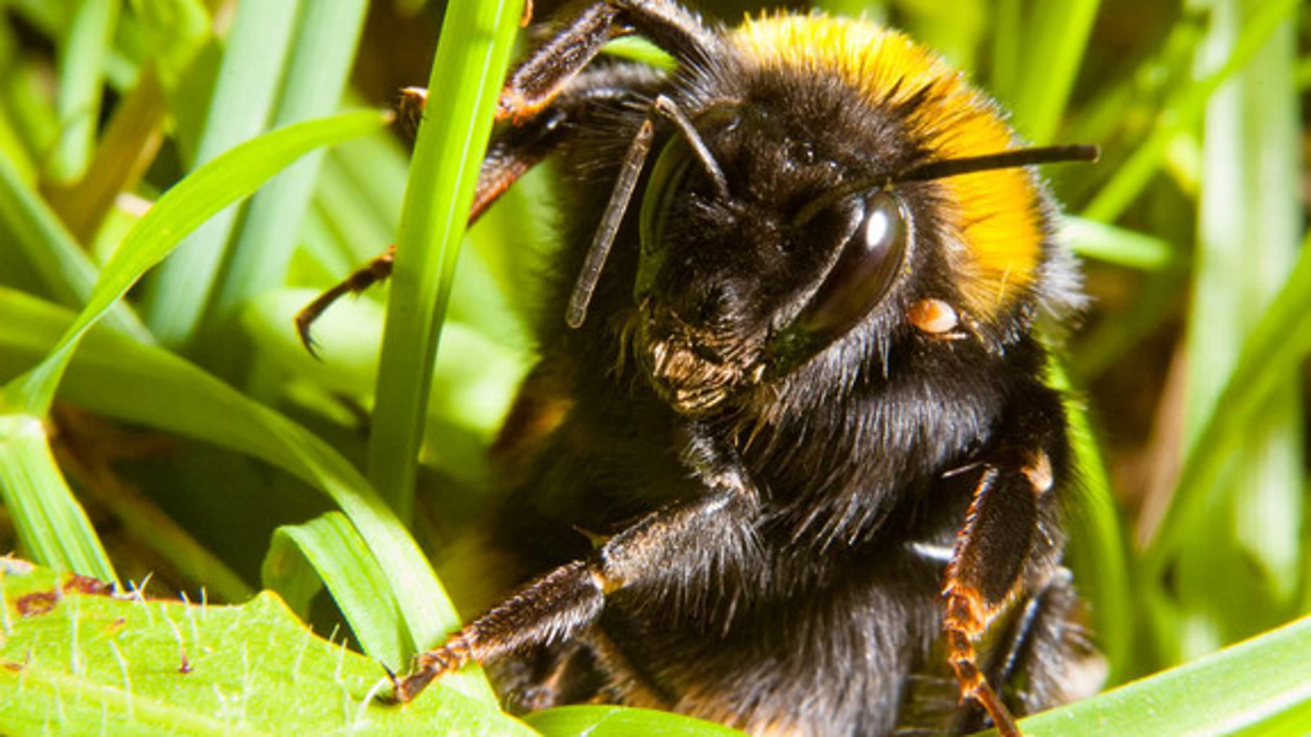 Las reinas de abejorro siguen escondidas en el suelo durante la primavera. / Joe Woodgate