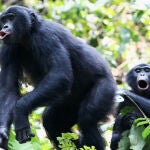 Aunque los bonobos y los chimpancés son similares en tamaño, las llamadas de los bonobos suenan una octava más alta que las de los chimpancés. / Cédric Girard-Buttoz, LuiKotale, D.R. Kongo