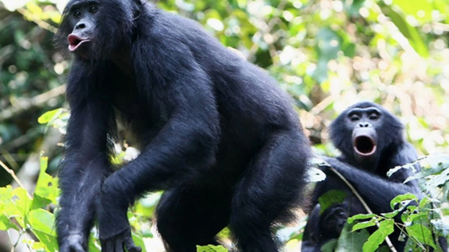 Aunque los bonobos y los chimpancés son similares en tamaño, las llamadas de los bonobos suenan una octava más alta que las de los chimpancés. / Cédric Girard-Buttoz, LuiKotale, D.R. Kongo