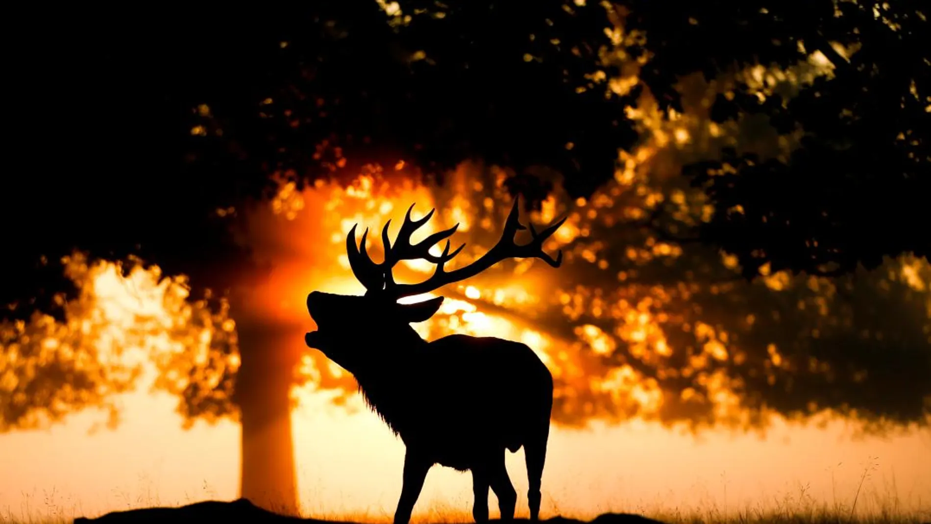 Los ciervos son eficaces cortafuegos, según el estudio / Reuters