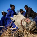 Un rinoceronte dormido con un dardo tranquilizante en una reserva sudafricana / Reuters