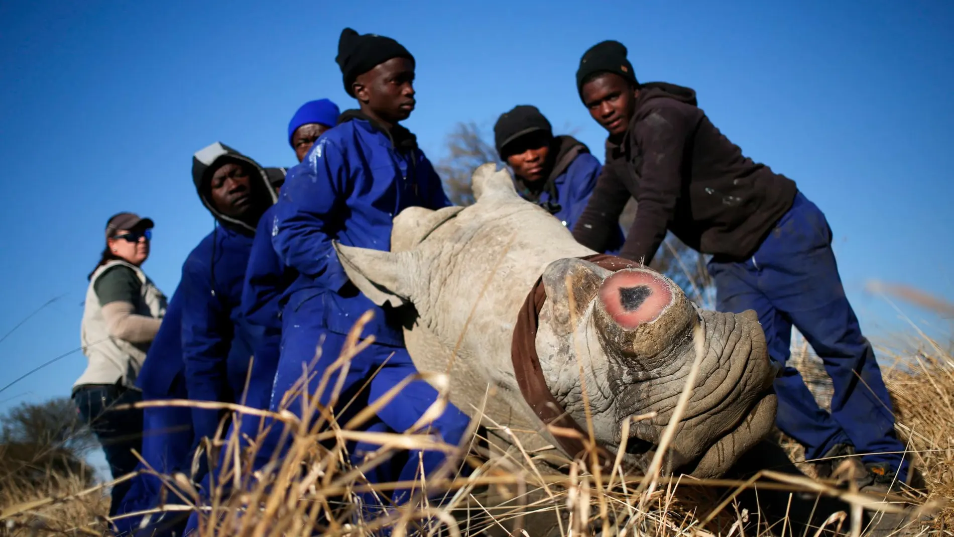 Un rinoceronte dormido con un dardo tranquilizante en una reserva sudafricana / Reuters