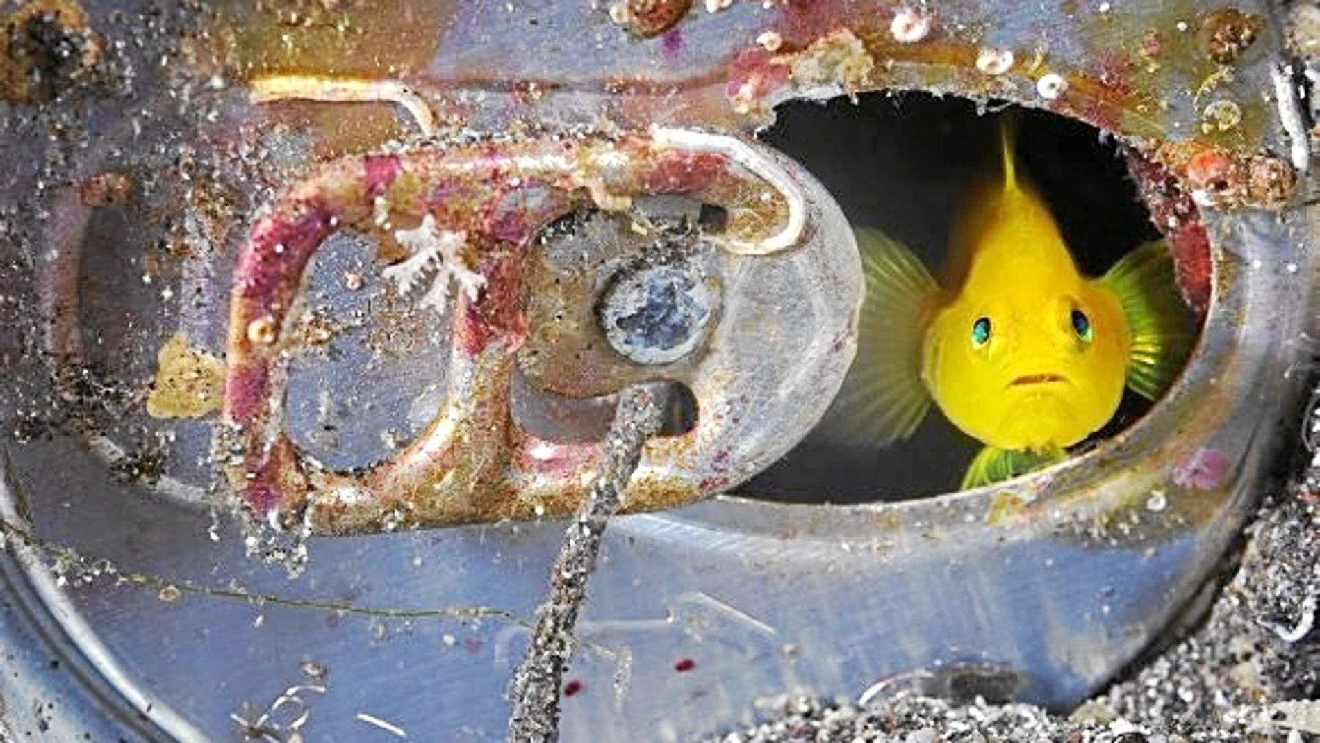 Una de las fotografías captadas por Brian Skerry y que forma parte de la muestra