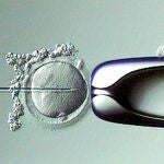 Sanidad estudia incluir la donación de ovocitos en los servicios públicos de fertilidad
