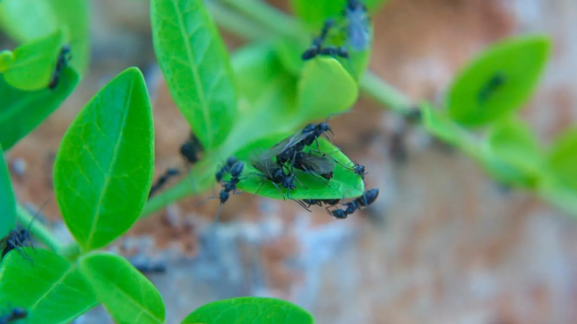 El estudio revela nuevos datos de cómo interactúan hormigas y plantas / C. Pastrano