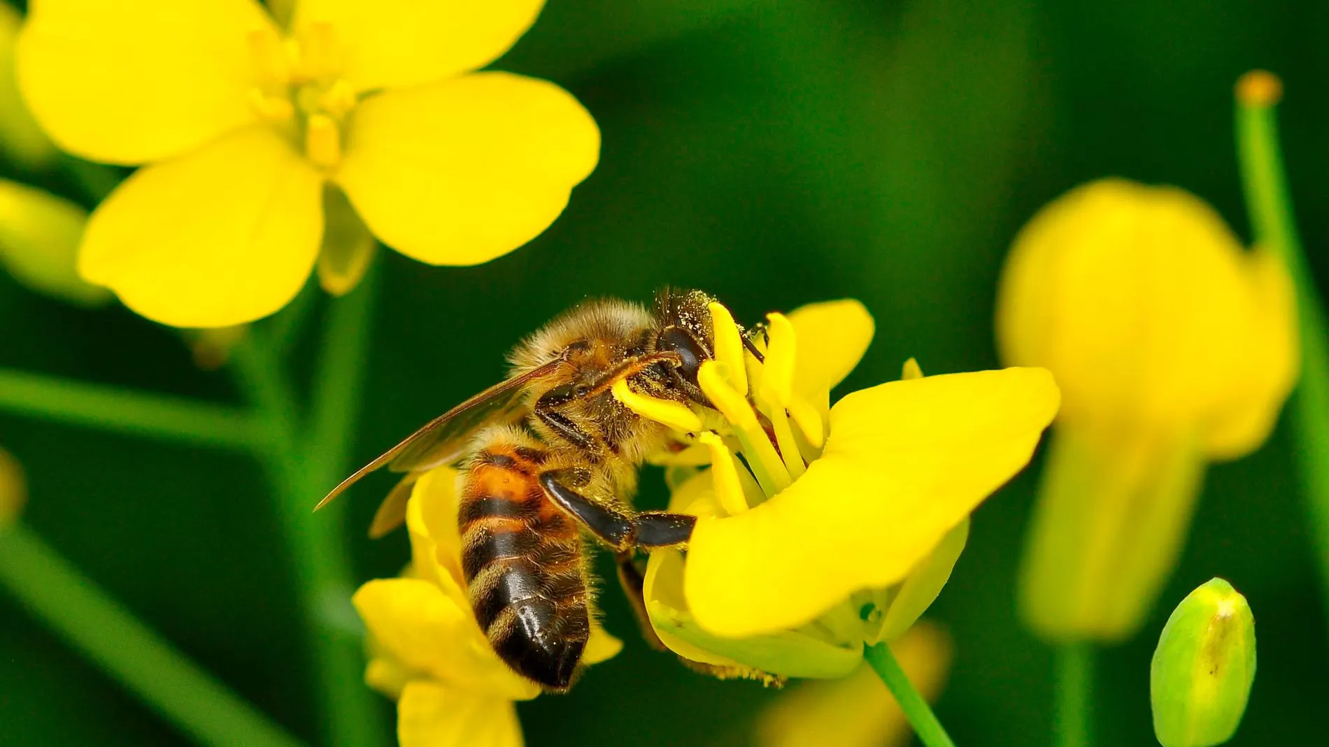Una abeja recolecta polen en una flor / Archivo