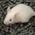  ¿Y si el experimento en ratones no vale para el hombre?