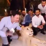  Un hombre estampa una tarta en la cara de una leona doméstica