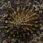 Patella ferruginea