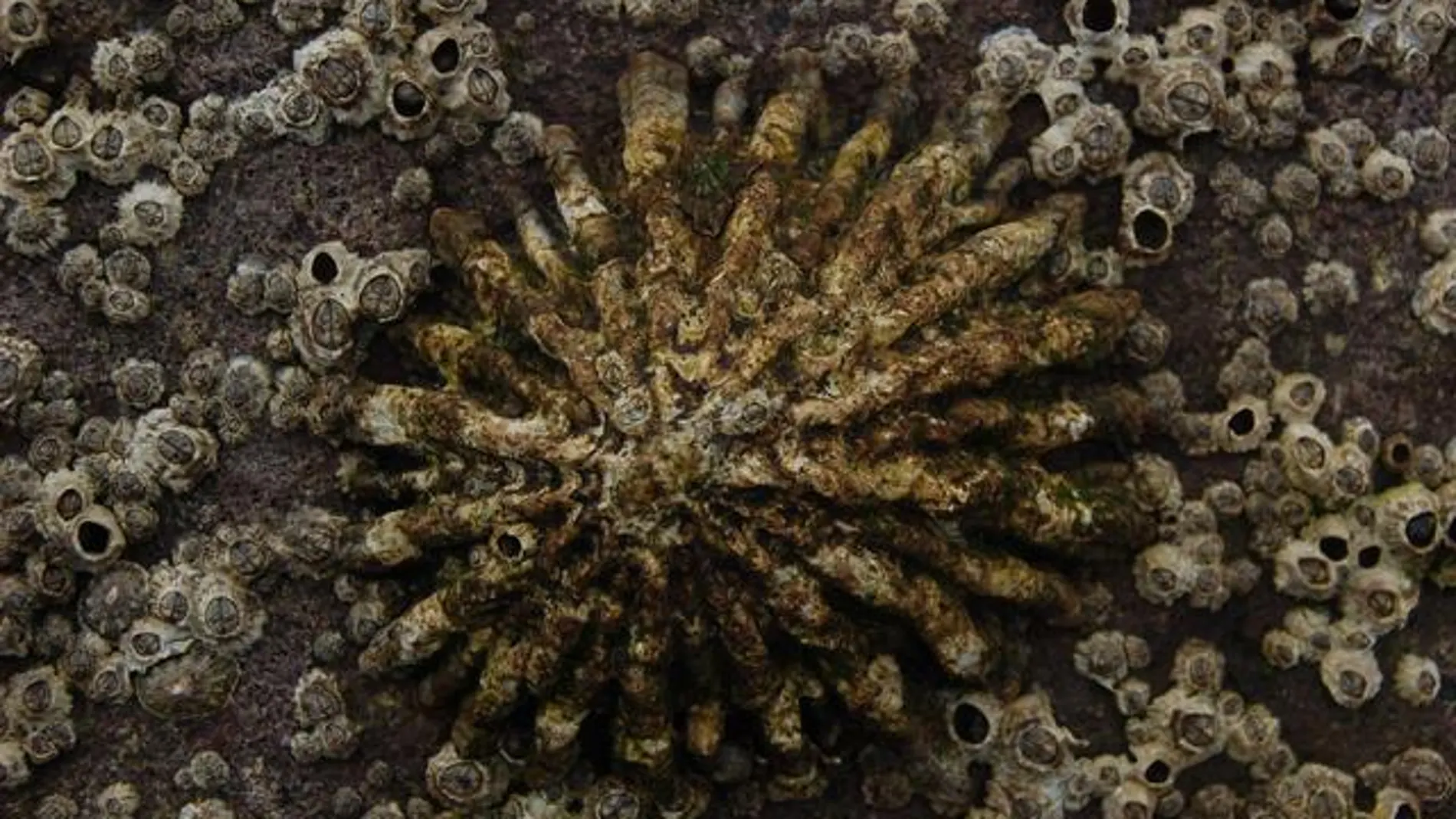 Patella ferruginea