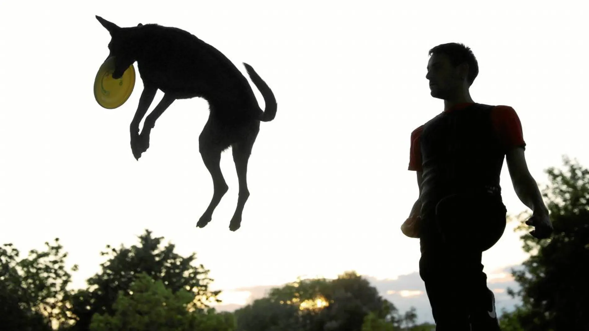 Los jóvenes son los que se muestran en la encuesta más a favor de que los perros ocupen el espacio público. Algo que cambia de manera radical con la edad