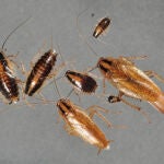 Algunos ejemplares de cucaracha rubia. / Changlu Wang/Rutgers University-New Brunswick