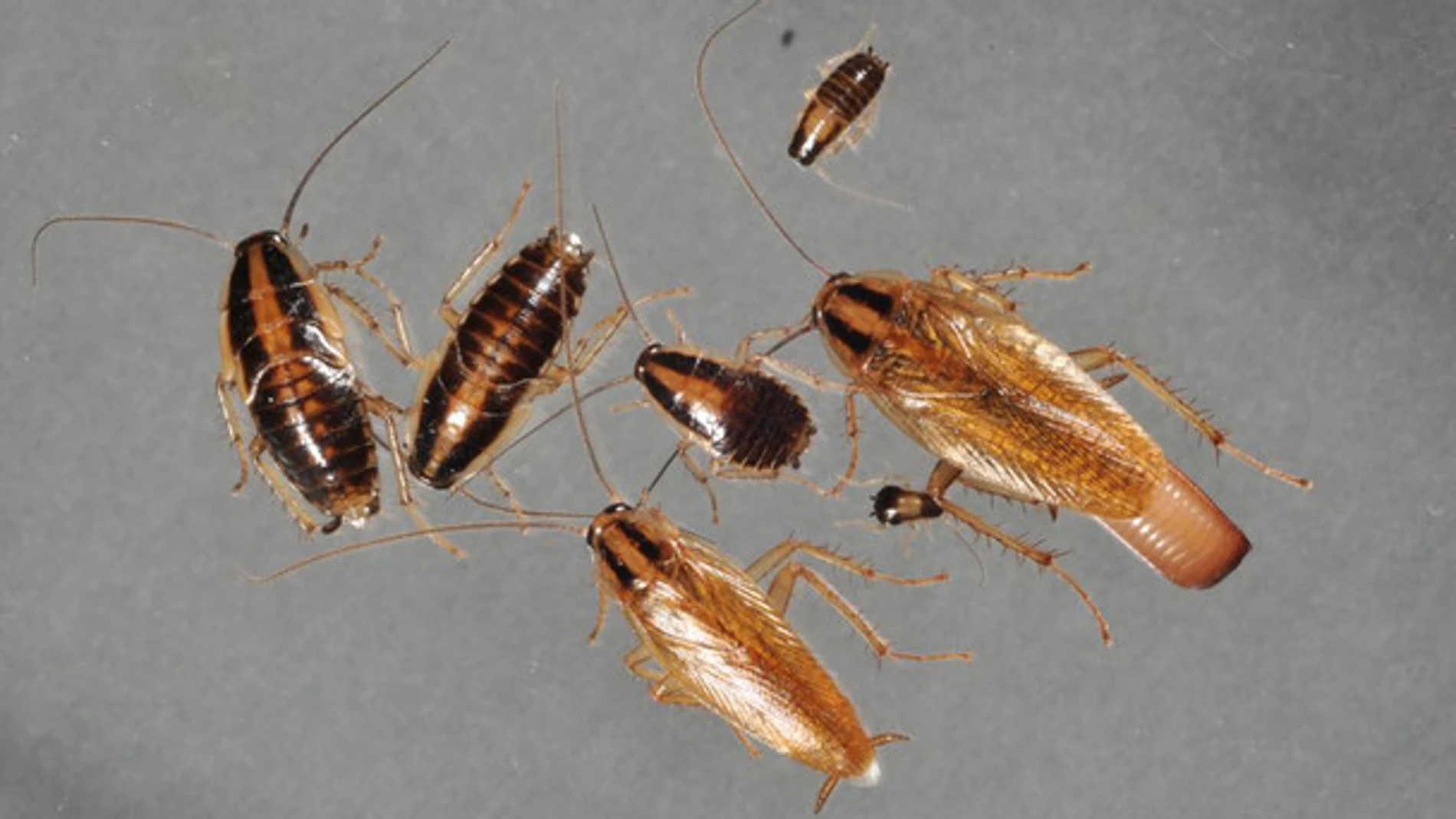 Algunos ejemplares de cucaracha rubia. / Changlu Wang/Rutgers University-New Brunswick