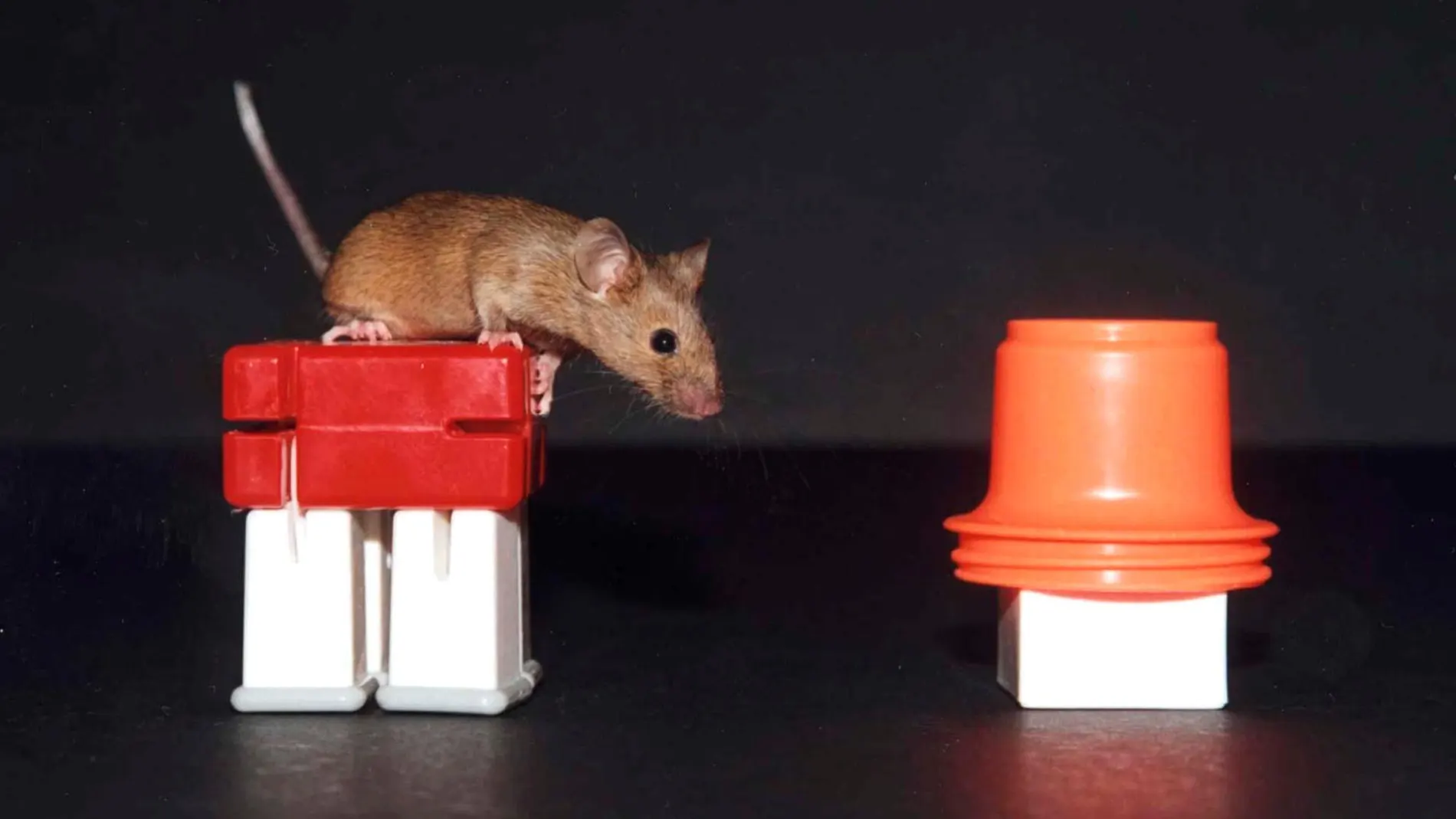 Un experimentos con ratones / Reuters