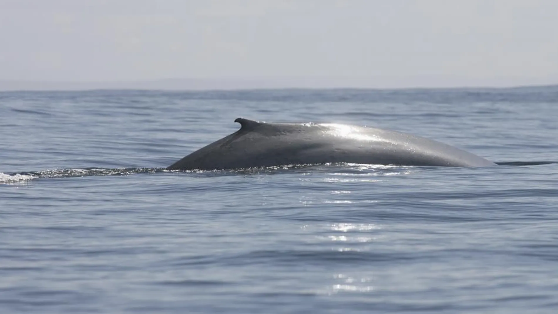 Una ballena azul en aguas chilenas