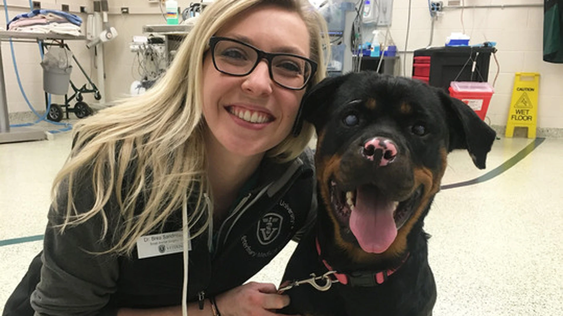La veterinaria Brea Sandness junto a la rottweiler Stella, que sufrió quemaduras de segundo y tercer grado y desarrolló úlceras en los ojos por el contacto con el fuego. / Michigan State University