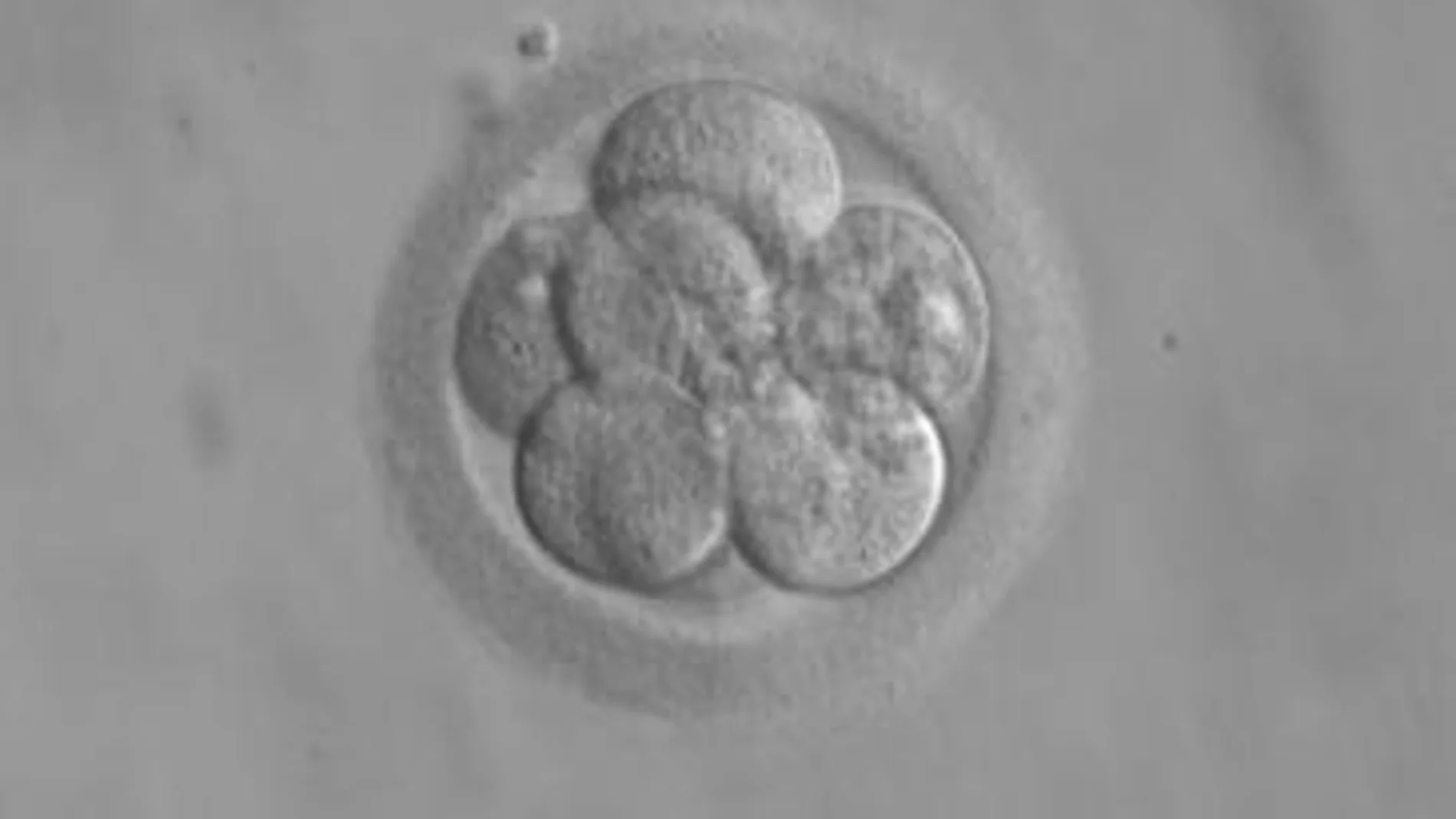 Embrión humano tres días después de la fertilización