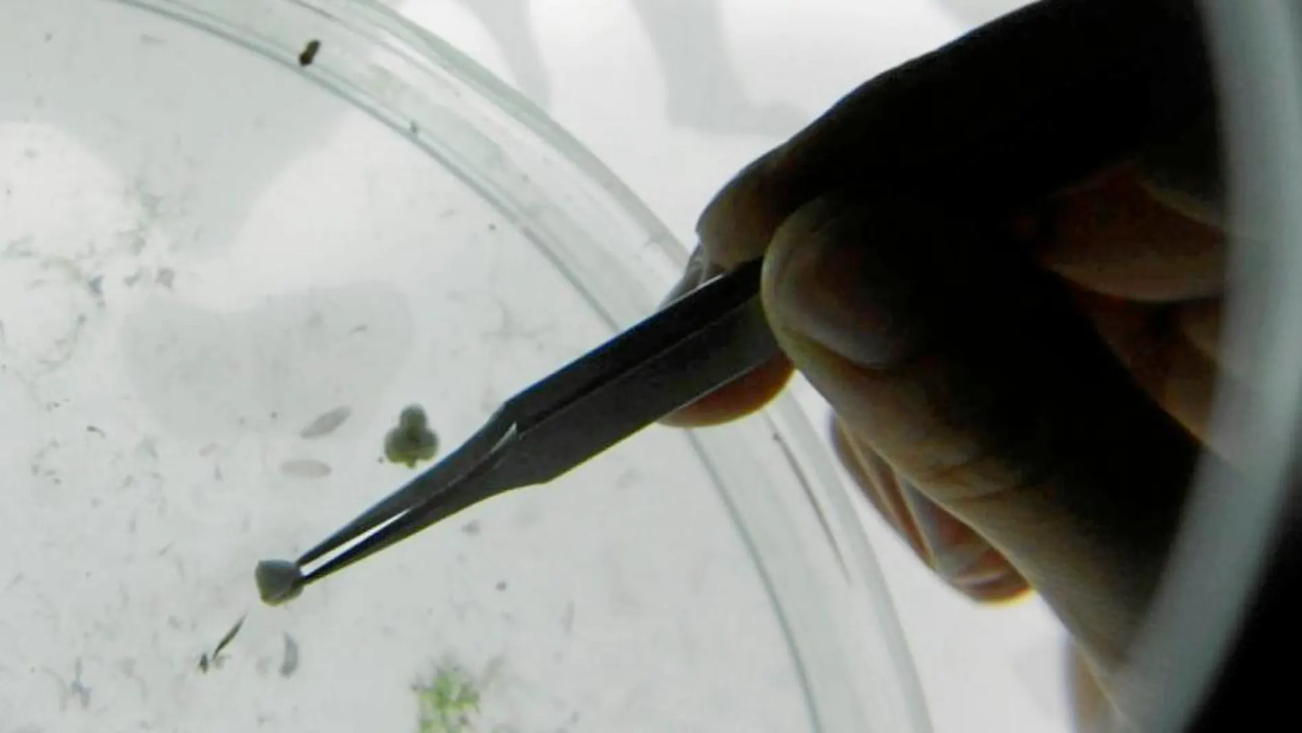 Un científico examina una muestra con microplásticos