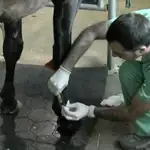  Medicina regenerativa para caballos, perros y gatos