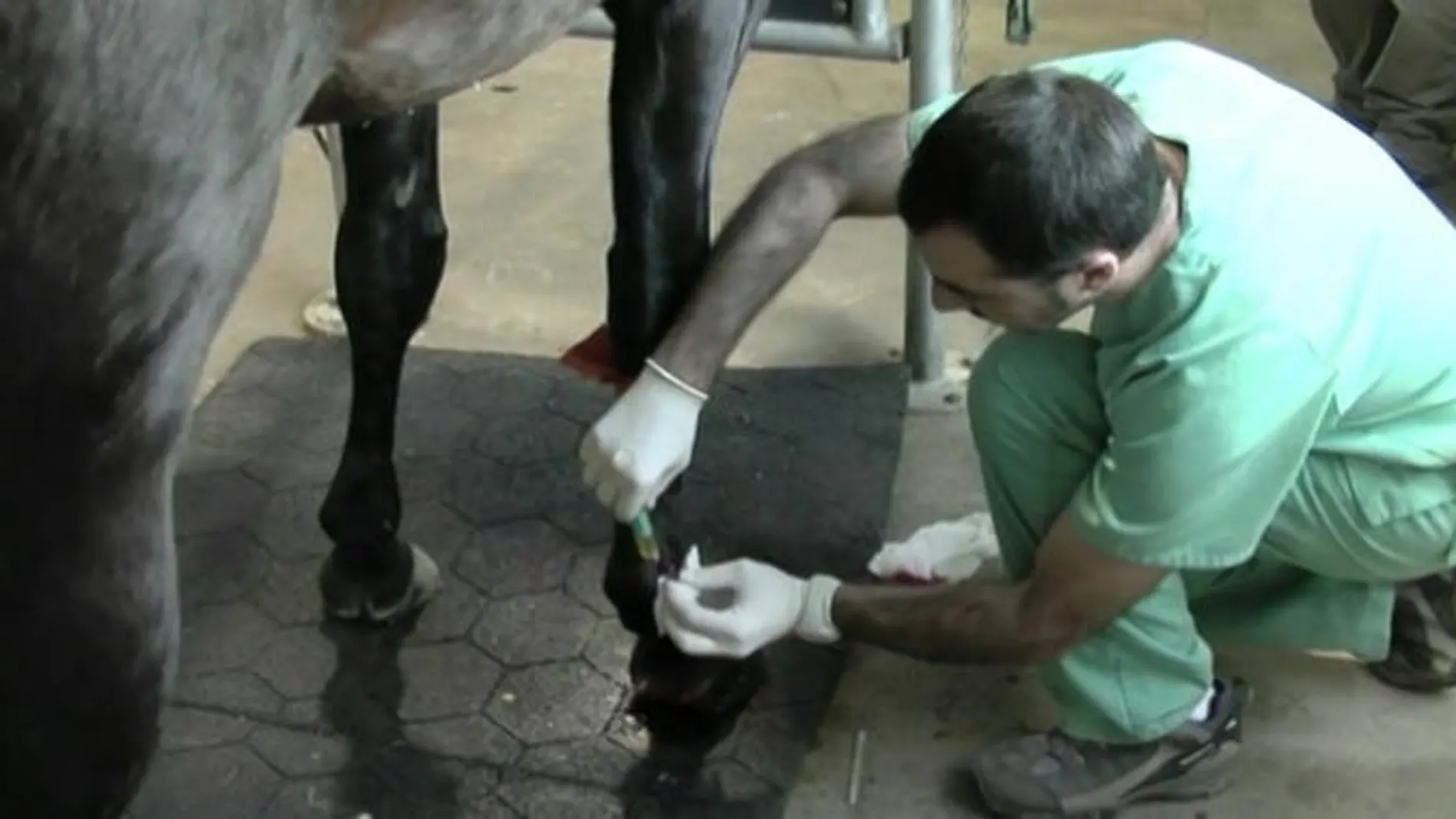 Tratamiento de una lesión en un caballo con medicina regenerativa.