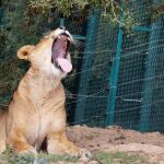 Uno de los leones rescatados en el santuario de Jordania / Efe