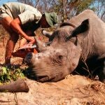Un cazador extrae los colmillos a un rinoceronte