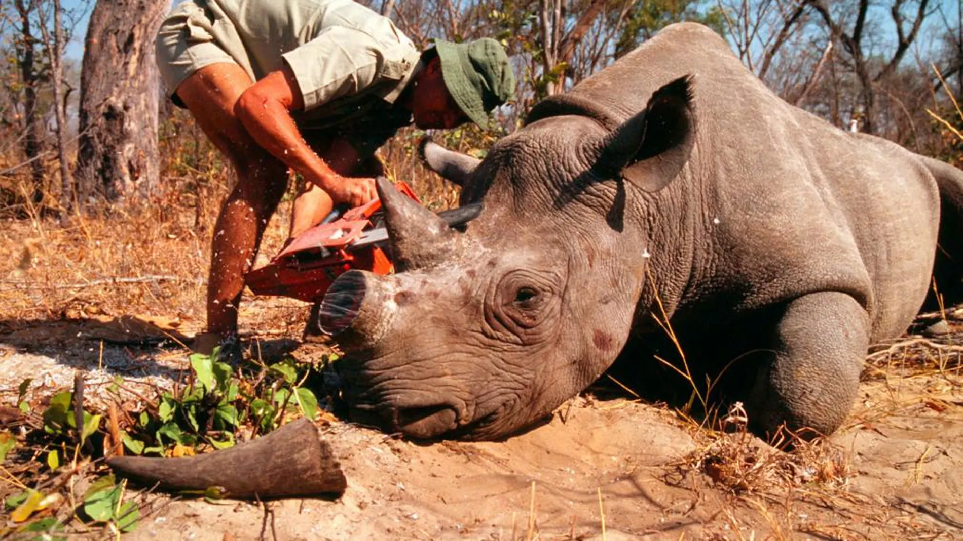 Un cazador extrae los colmillos a un rinoceronte